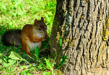 Белка есть орешек в парке около дерева © shubinan