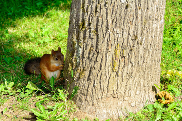 Белка есть орешек в парке около дерева © shubinan