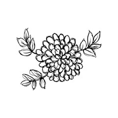 flower sketche of black color. Drawing vector graphics with floral pattern for design.