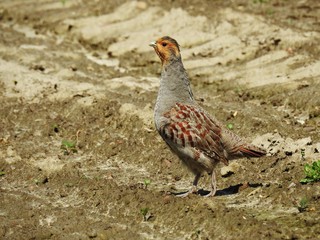 Kuropatwa -perdix perdix