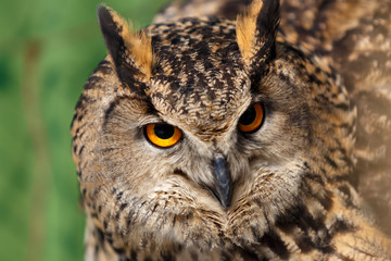 Eurasian eagle-owl