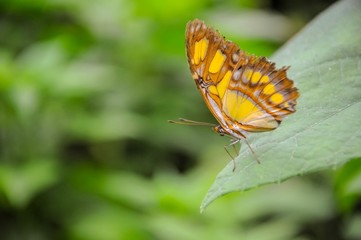 Closeup of colourful butterfly on green leaves