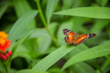 Closeup of colourful butterfly on green leaves
