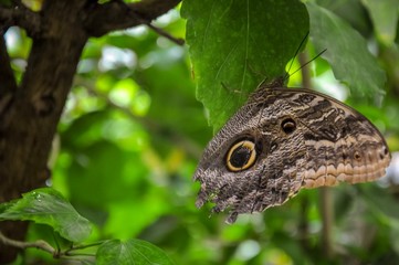 Closeup of colourful butterfly on green leaves