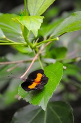 Closeup of colourful butterfly on green leaves