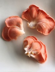 Fototapeta na wymiar Three pink oyster mushrooms