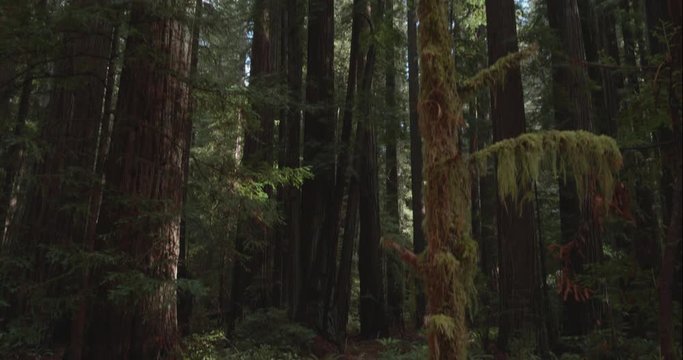 Humboldt Redwoods pan up, shot in 10 bit C4K
