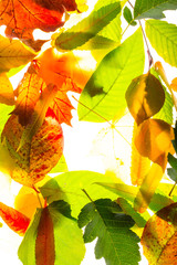 Obraz premium tree leaf nature background autumn bright colors 
