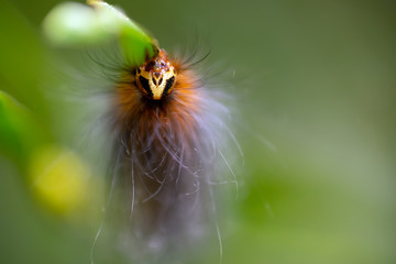 Hairy caterpillar macro portrait