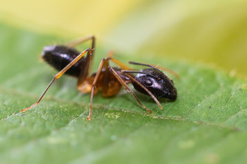 Camponotus species ant closeup