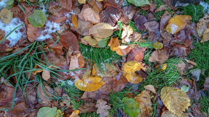 Colorful autumn leaves. Natural background