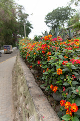 Beautiful flowers by the sidewalk