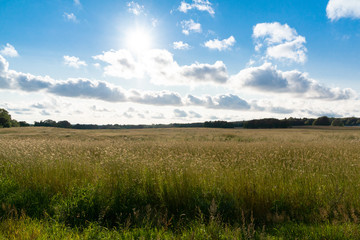 green field and blue sky
