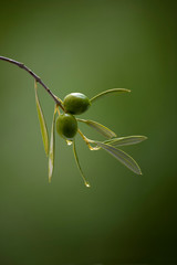Olives on the branch of an olive tree, with drops of oil © fresnel6