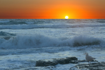 sunrise over of a stormy sea and a seagull is on the stone