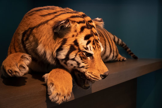een opgezette tijger in het AfricaMuseum in Tervuren , Belgi&euml;