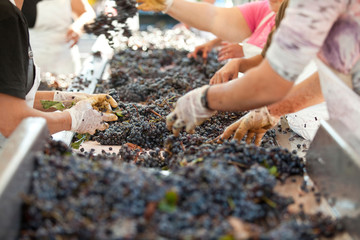 Women sorting dark grapes on transportation belt, wine making