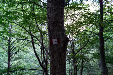 Segnaletica Sentiero 223