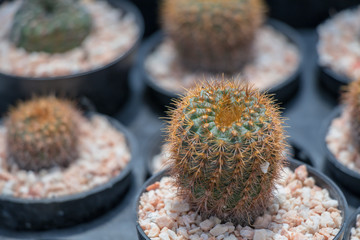 Close up Mammillaria carmenae on pot.