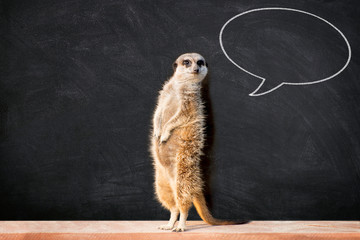 Portrait of a meerkat standing and looking alert against blackboard with chalk speech bubble. ...