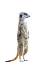 Portrait no.3 of a meerkat standing upright and looking alert isolated on white background.