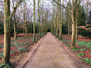 A woodland path