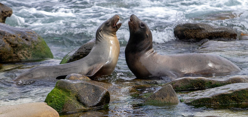 Seals