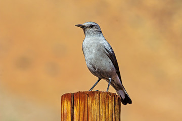 Gray Karoo Chat on Post