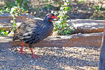 Red-Necked Spurfowl in Addo