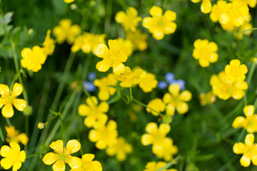 Yellow buttercups. Macro blur background. Close up defocused flowers.