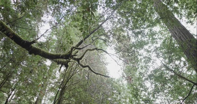 Humboldt Redwoods rotate left to mossy tree, shot in 10 bit C4K