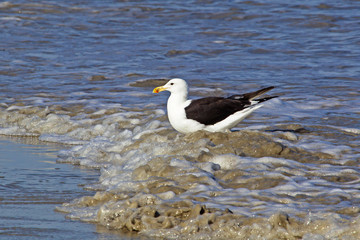Kelp Gull standing in sea