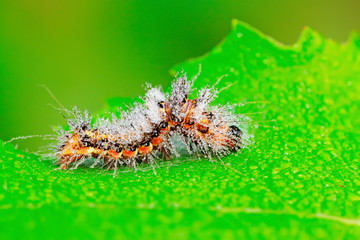 cute caterpillar on green leaf