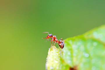 mercerized brown forest ants