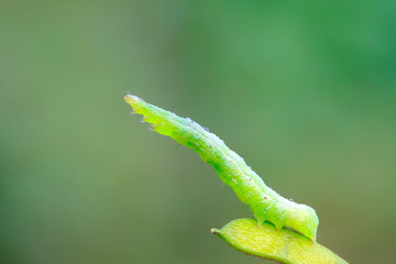 geometrid on green leaf in the wild
