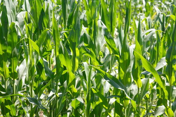 Mais, Maisfeld , Niedersachsen