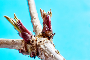 Close-up of fresh red green springtime  buds on old branche against a light blue background with shallow depth of field and copy space as concept of growth and new life.