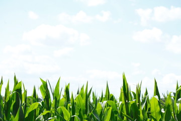 Obraz premium Mais, Maisfeld , Niedersachsen