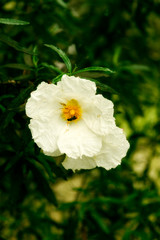 FLOR BLANCA CON CORAZÓN AMARILLO