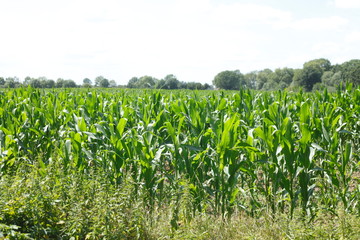 Mais, Maisfeld , Niedersachsen