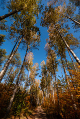Fototapeta premium Barwy jesieni na Podlasiu