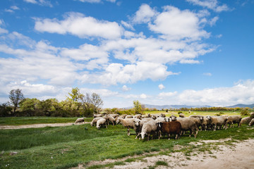 OVEJAS PASTANDO EN EL CAMPO DE CASTILLA