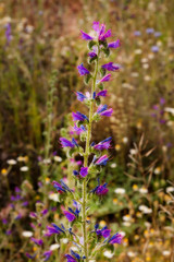 Fototapeta premium LAVANDA EN EL CAMPO