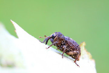 weevil