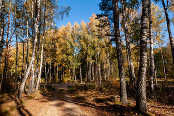 Fototapeta premium Barwy jesieni na Podlasiu