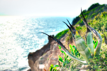 Plants on the edge of a cliff in Chiclana, a tourist town on the coast of Cadiz, in Andalusia, Spain
