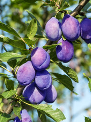 Ripe purple plums on the branch.