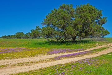 Fototapeta na wymiar Landscape of Trees and Purple Wildflowers