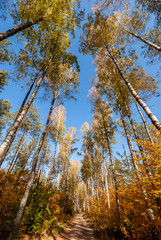 Fototapeta premium Barwy jesieni na Podlasiu