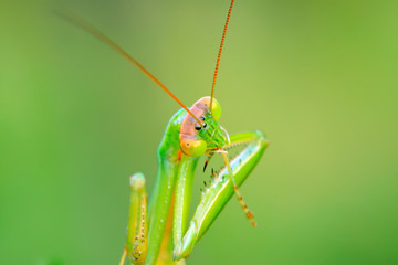 tenodera mantis